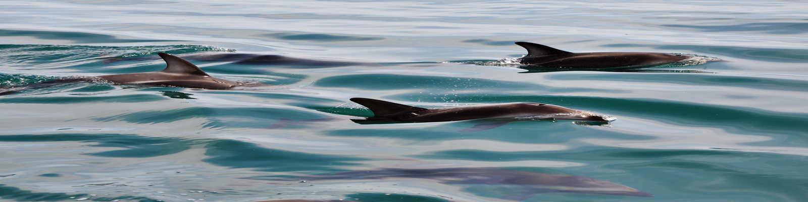 Avistaje de Delfines desde Pto Madryn